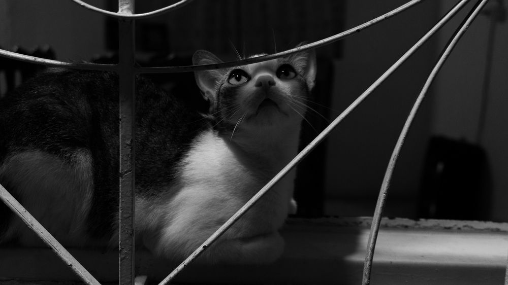 Photograph by Wilmer Sebastián Feo Aguillón