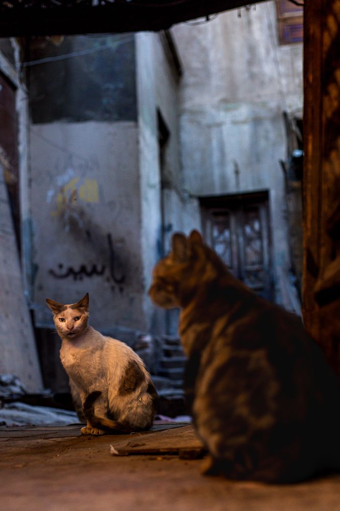 Photograph by Kiroo Medhat