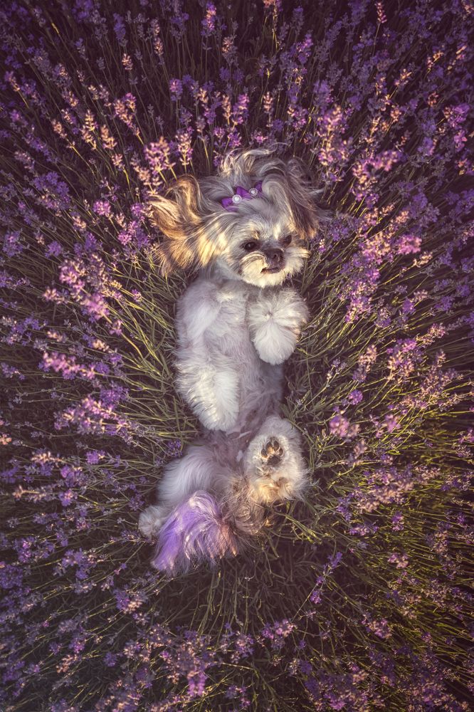 Photograph by Milen Todorov