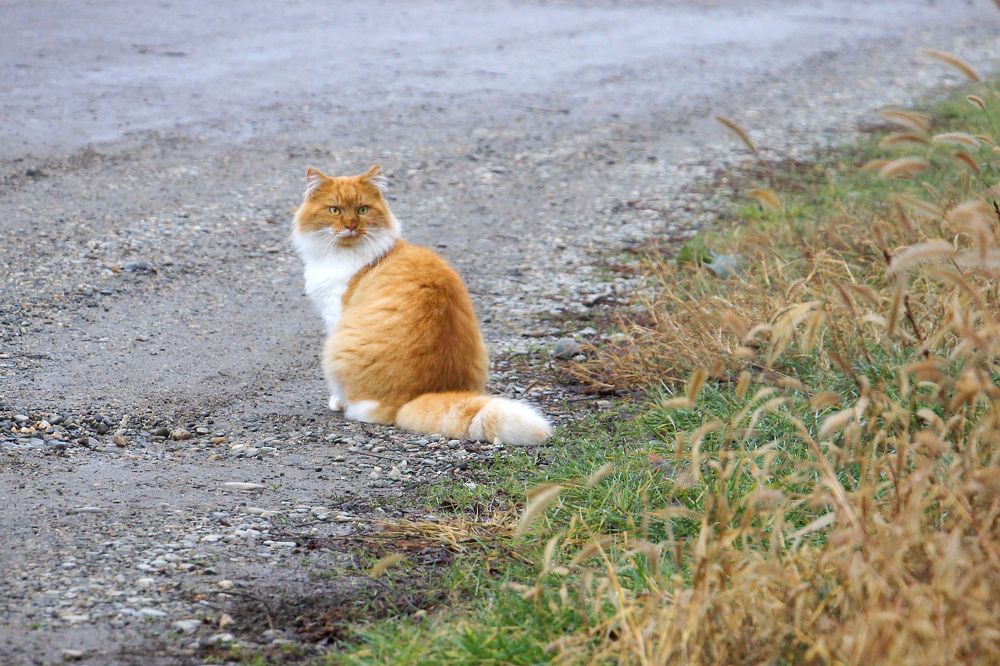 Фотография автора Татьяна Сергиенко