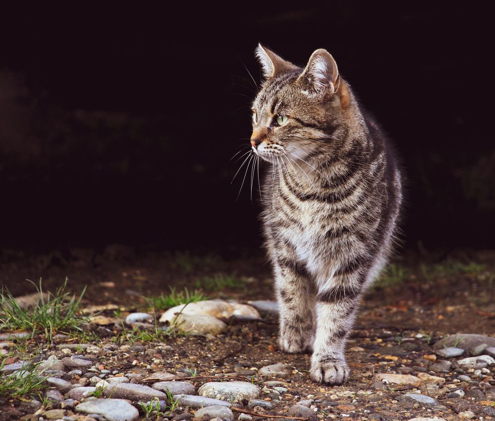 Фотография автора Татьяна Сергиенко