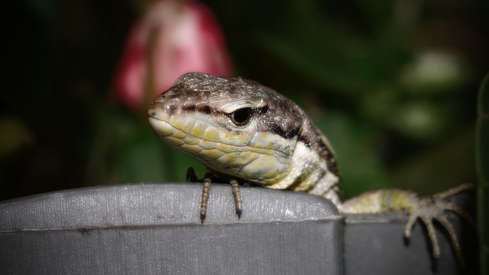 Фотография автора Сергей Гречихин
