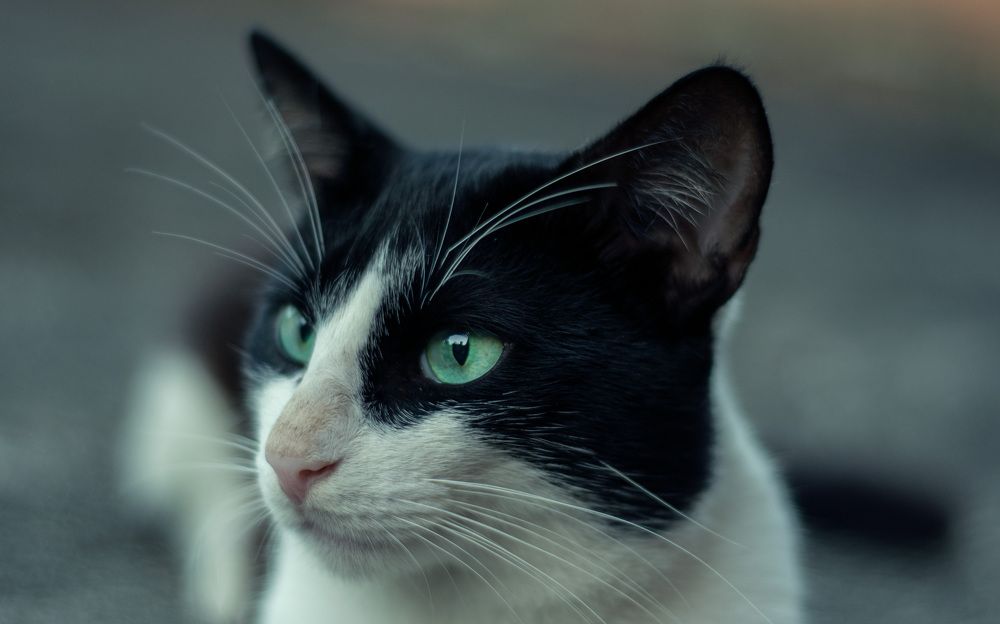 Photograph by Wilmer Sebastián Feo Aguillón