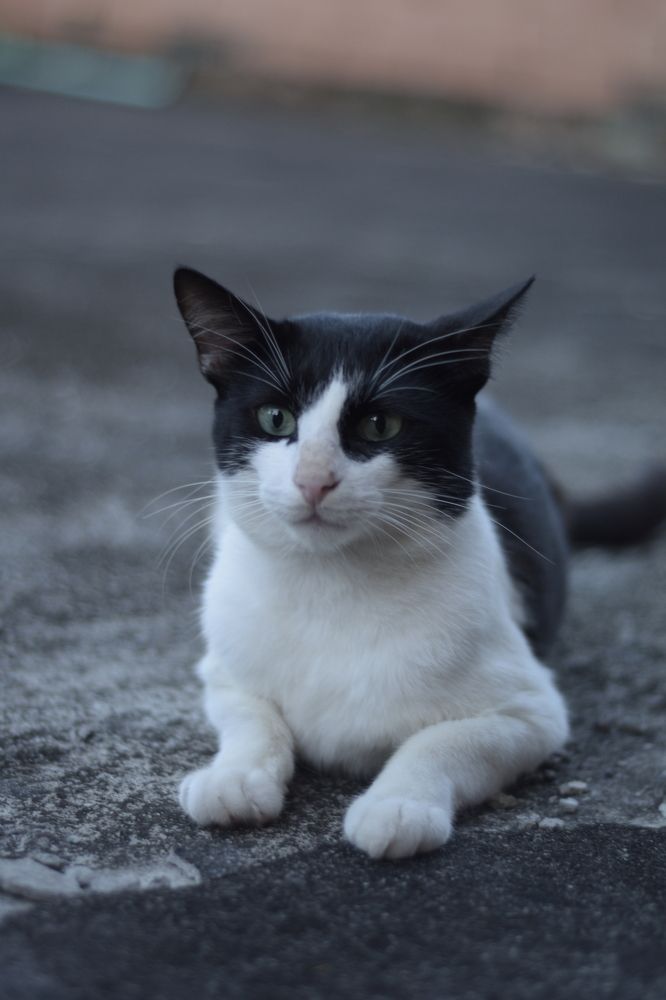 Photograph by Wilmer Sebastián Feo Aguillón