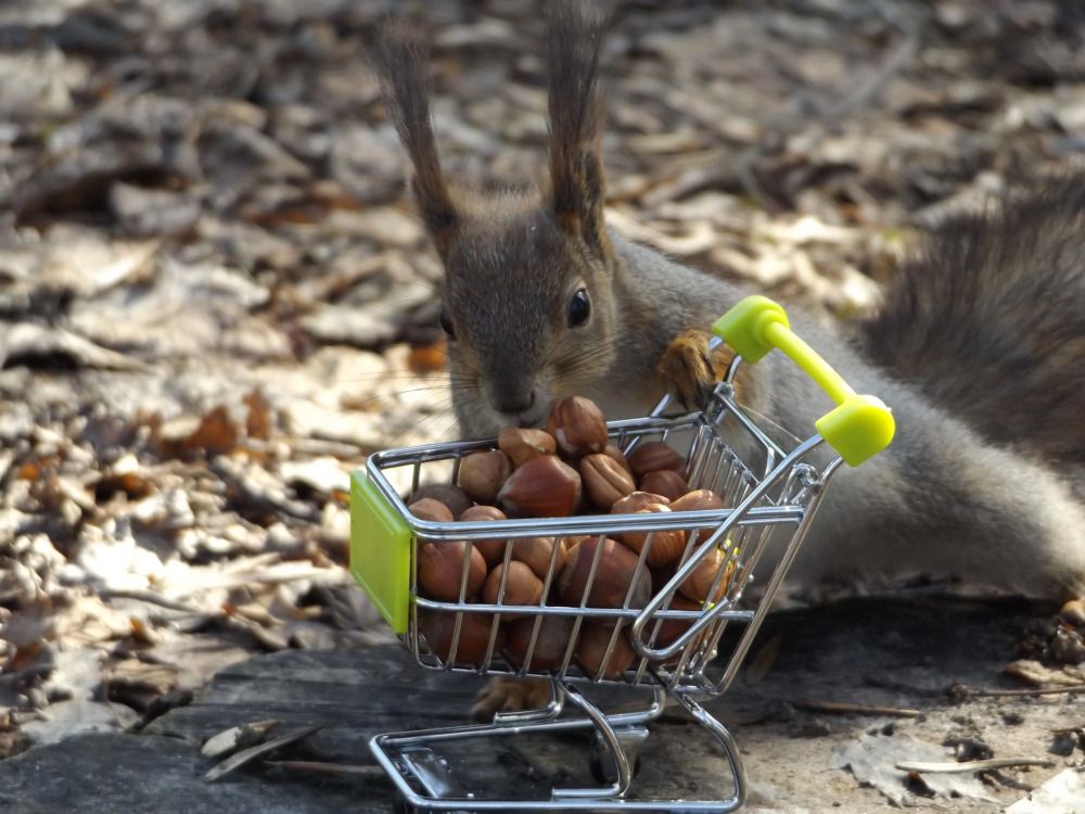 Photograph by Ольга Шугалевская