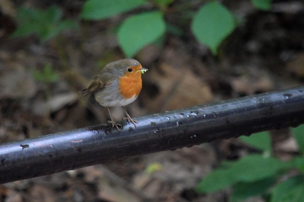 Зарянка в Париже
