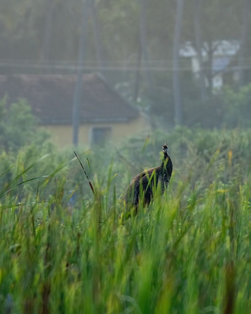 Фотография автора Hari Venkatesh