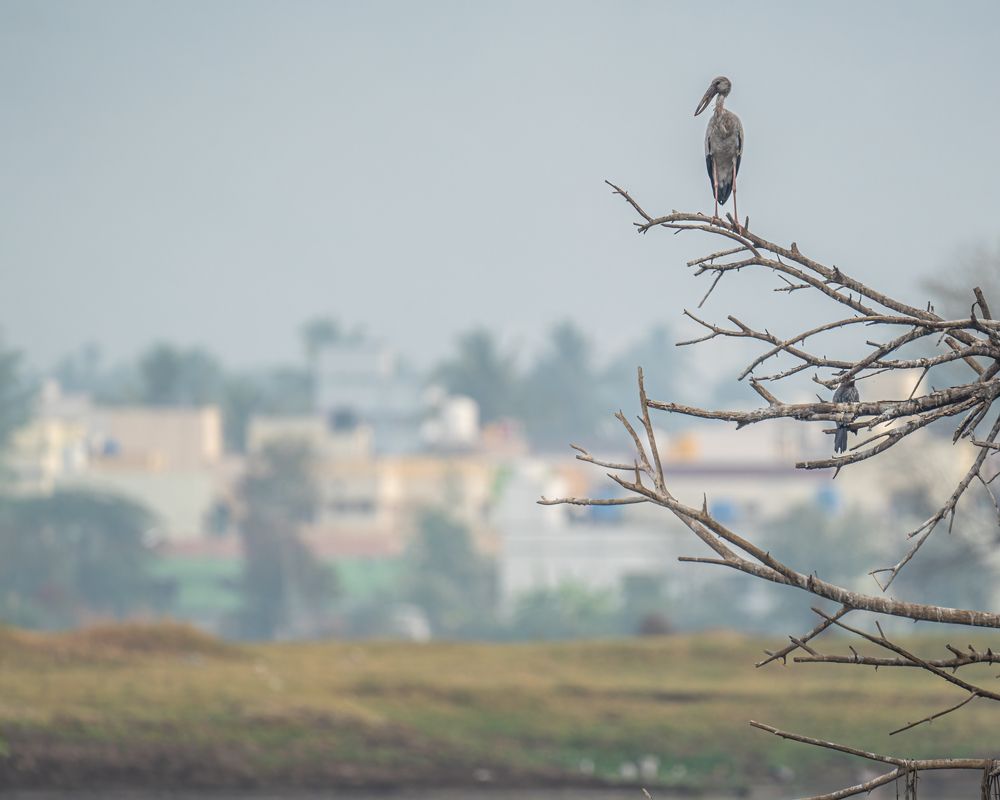 Фотография автора Hari Venkatesh