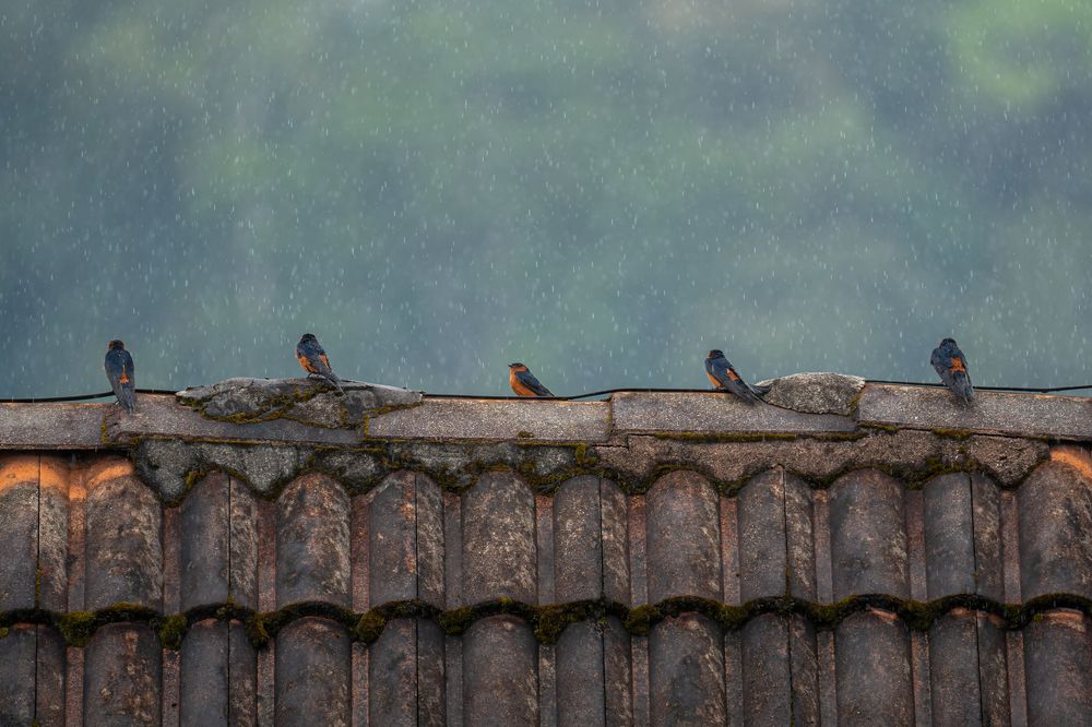 Фотография автора Hari Venkatesh