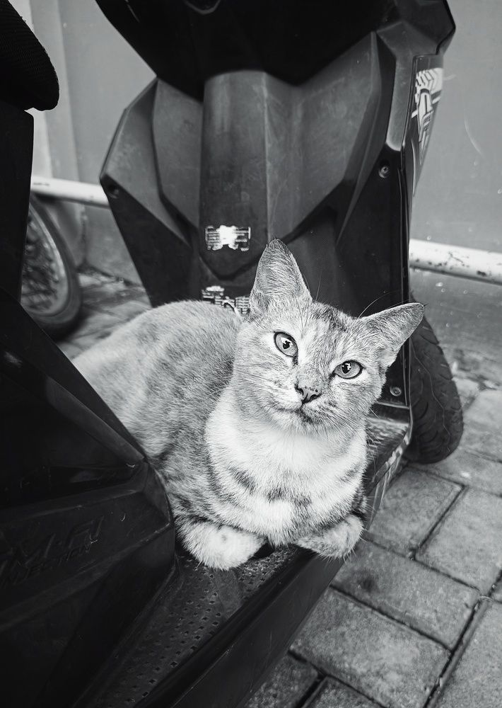 Photograph by  Oscar Simon Wiryahanjaya