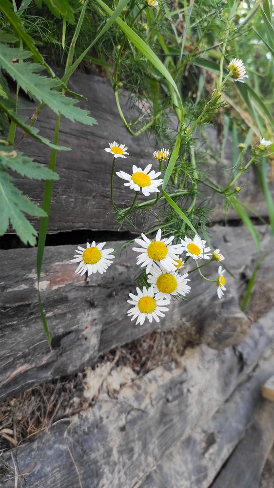 Фотография автора Марина Гусева