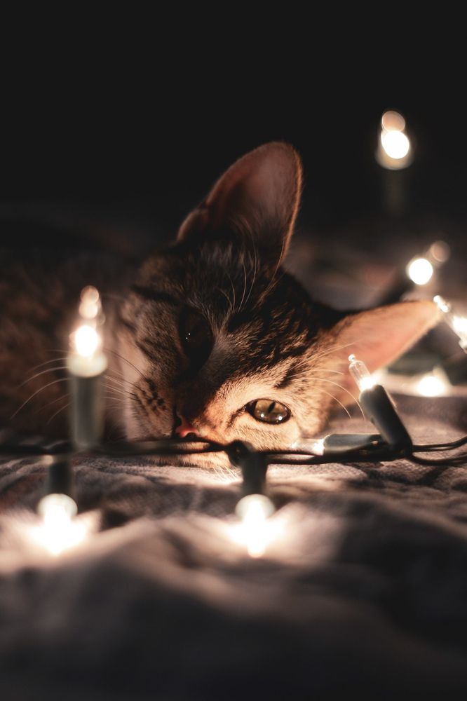 Entre Luces y Sueños Felinos