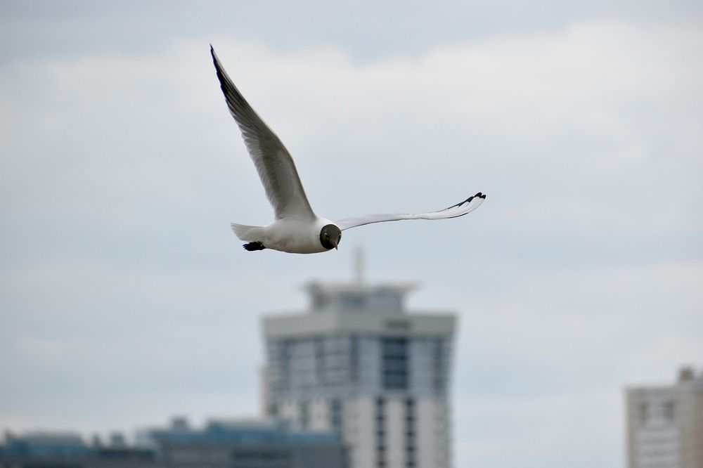 Это мой город!