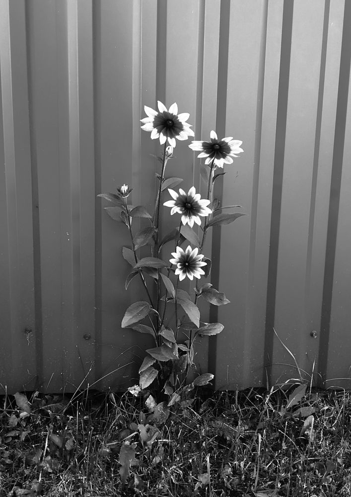 Дачный минимализм