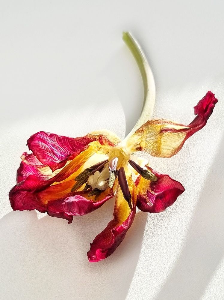 Цветок и свет