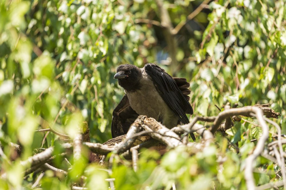 Фотография автора Евгений Цапенко