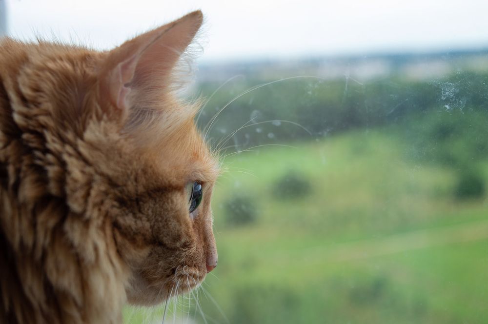 Photograph by Сафонцев Георгий