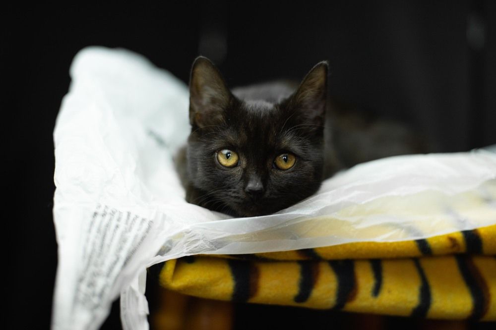 Photograph by Anastasiya Kobeleva