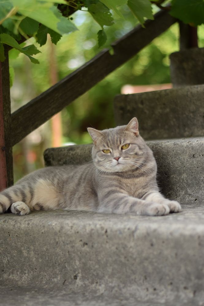 Фотография автора Екатерина Богомолова