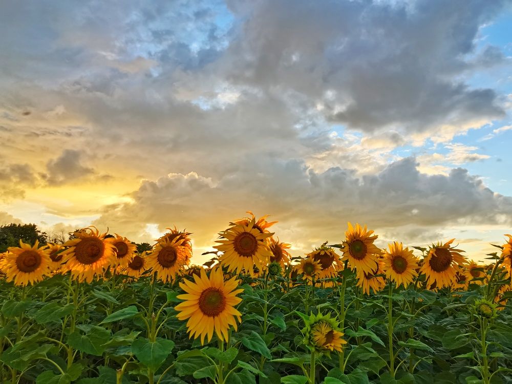 Photograph by Margareth Tikhonova