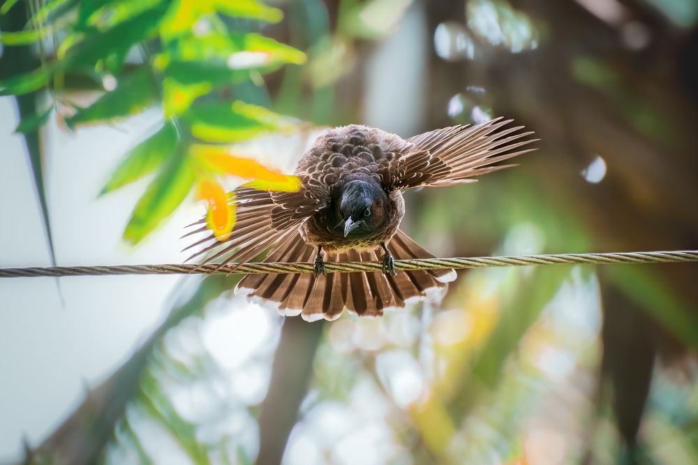 Red Vented Bulbul  - Just before the hunt