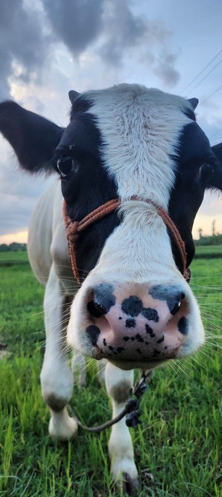 Фотография автора thamarai2003