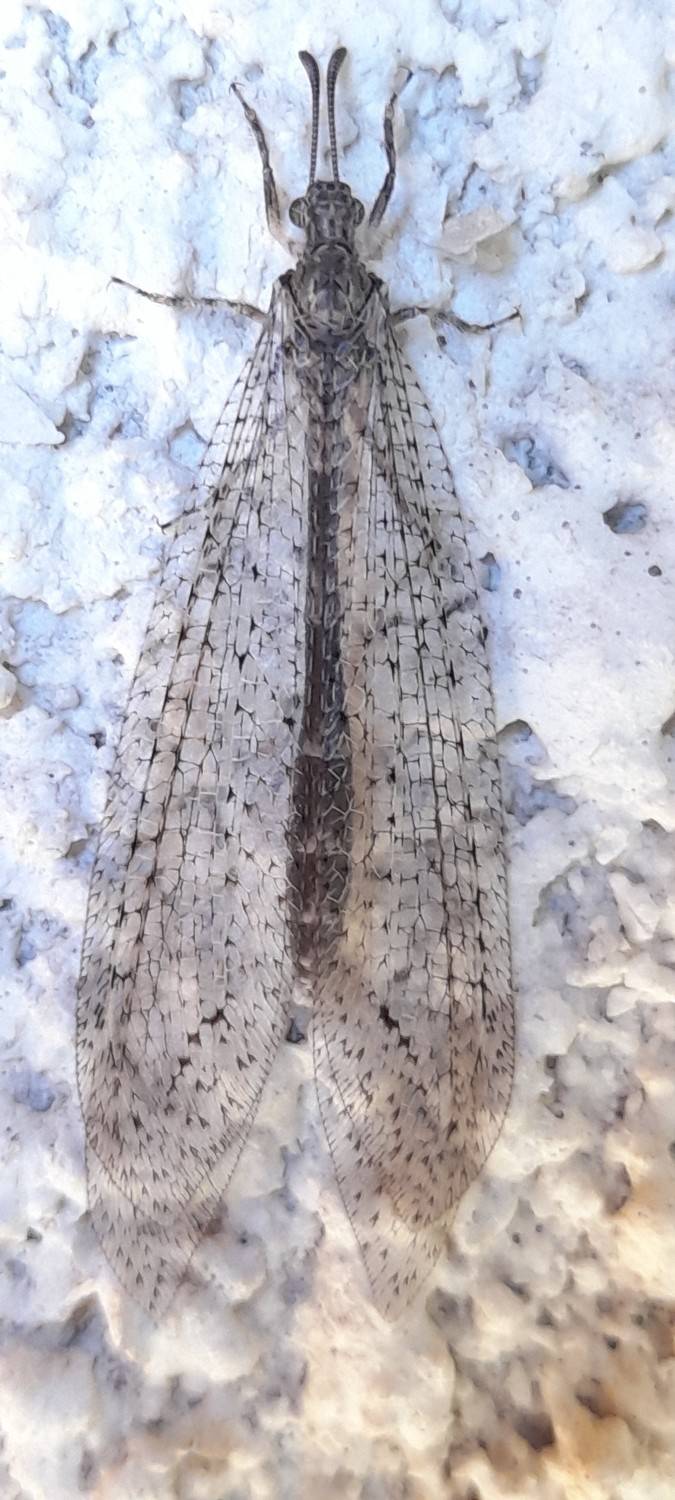 Photo #10793350