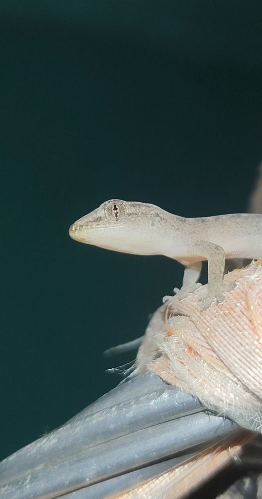 Фотография автора Thamaraikannan.v Thamaraikannan.v