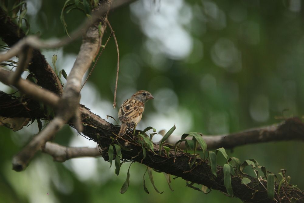 Photograph by Jahid Hasan Jamil