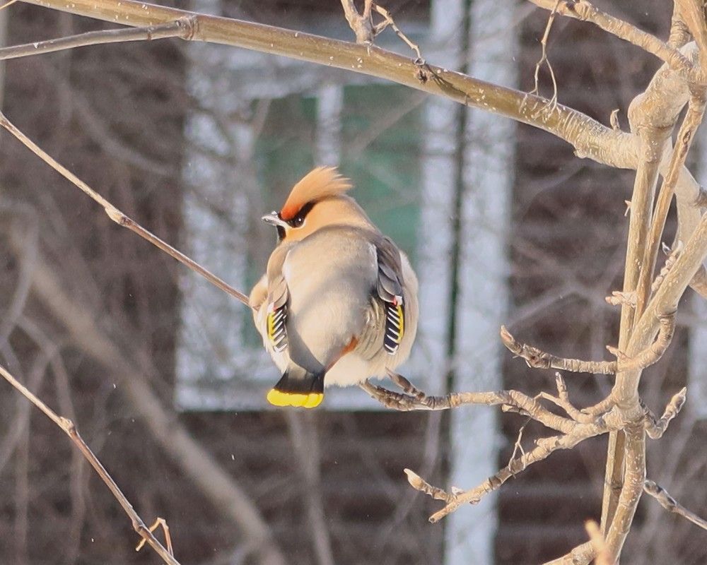 Свиристель  на фоне окна