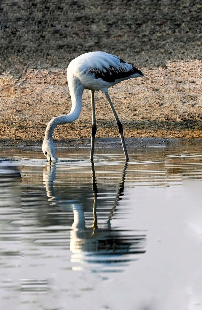 Photograph by Rajaa Shatnawi