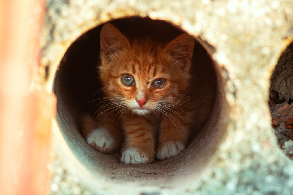 Фотография автора Алина Руденко