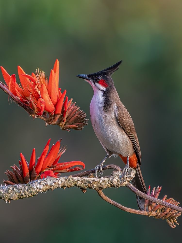 Photograph by Md Rezwan