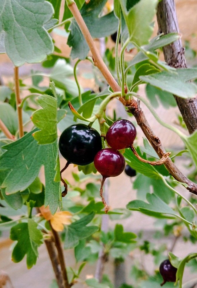 Фотография автора Hormat Alakbarova