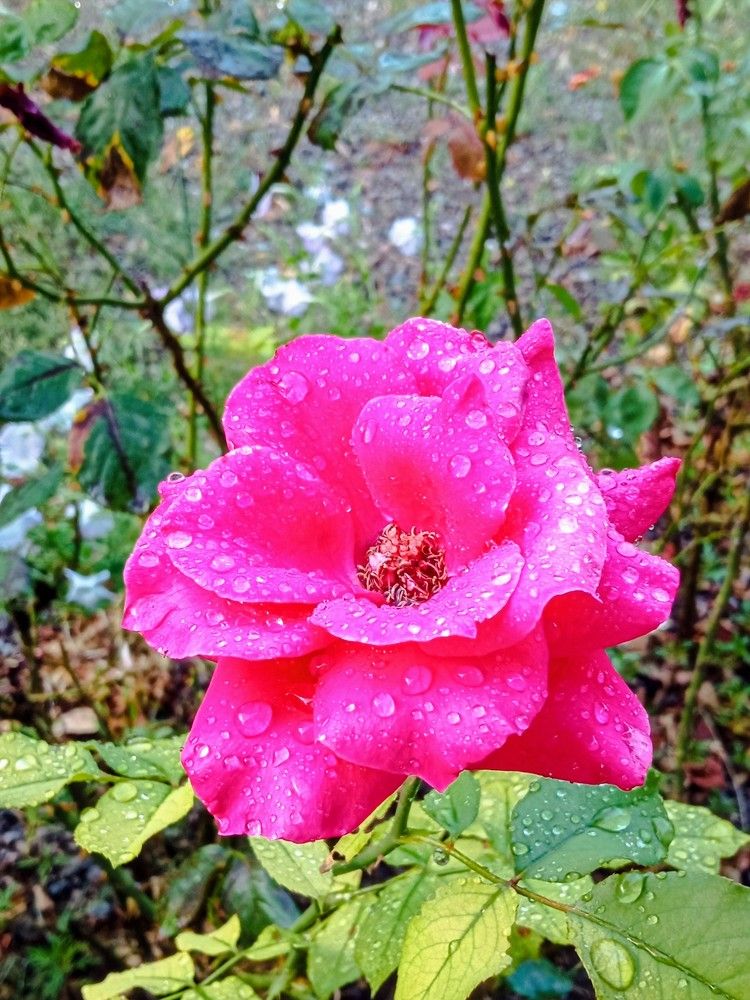 Фотография автора Hormat Alakbarova