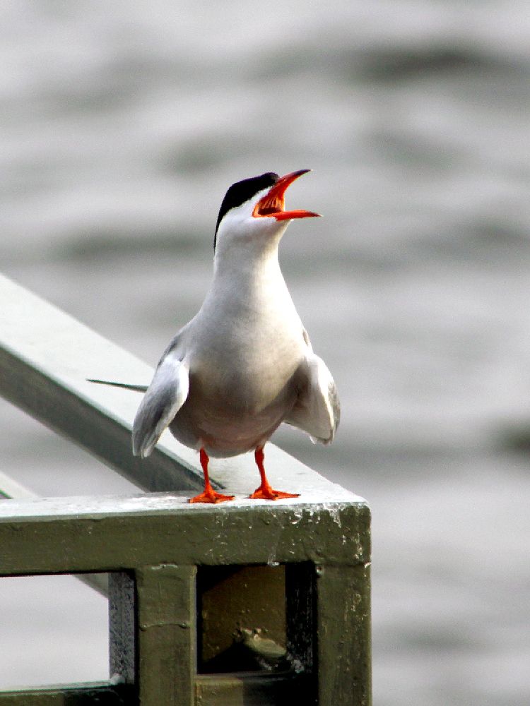 Photograph by Алексей Коношонкин