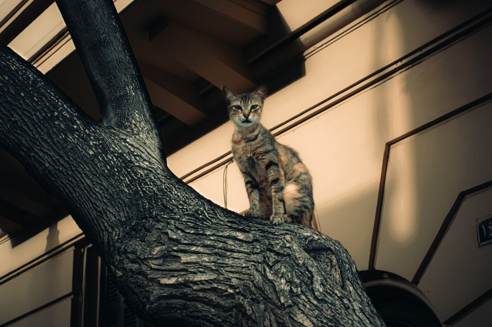 Photograph by Ahmed FahmyZa