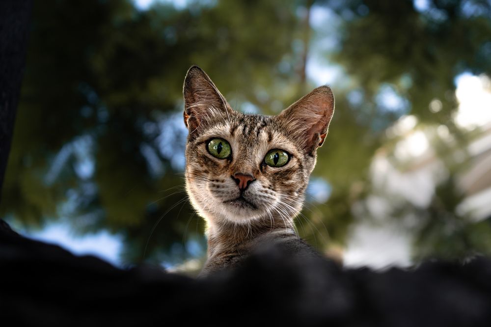 Photograph by Ahmed FahmyZa