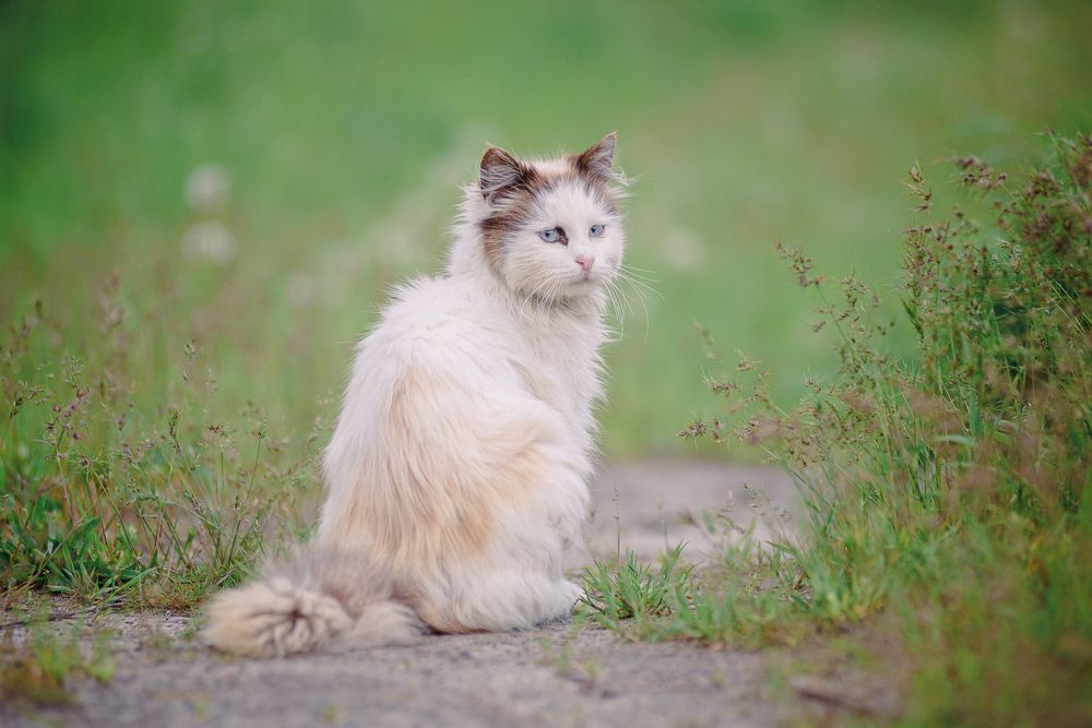 Фотография автора Сергей Котов
