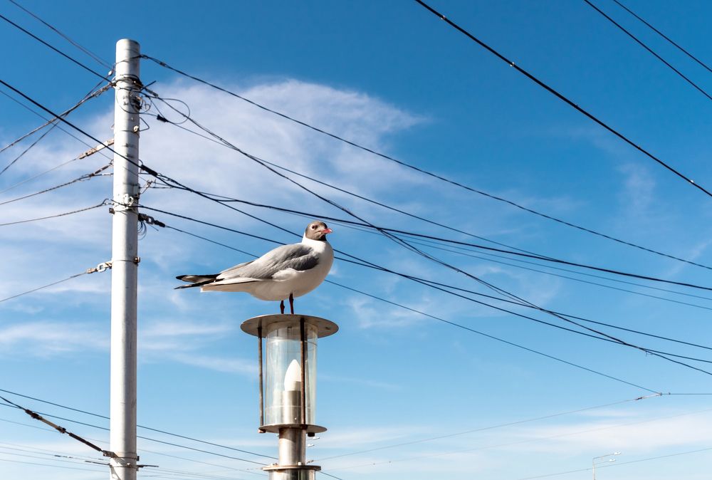 Закрытое небо. ( The closed sky.)