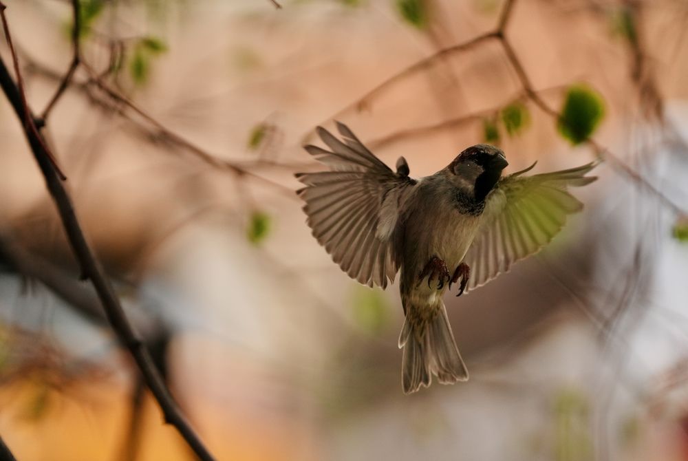Photograph by Эльмира Самойлова