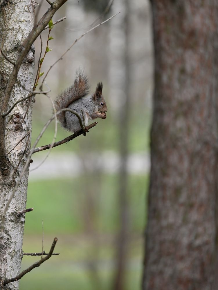 Photograph by Эльмира Самойлова
