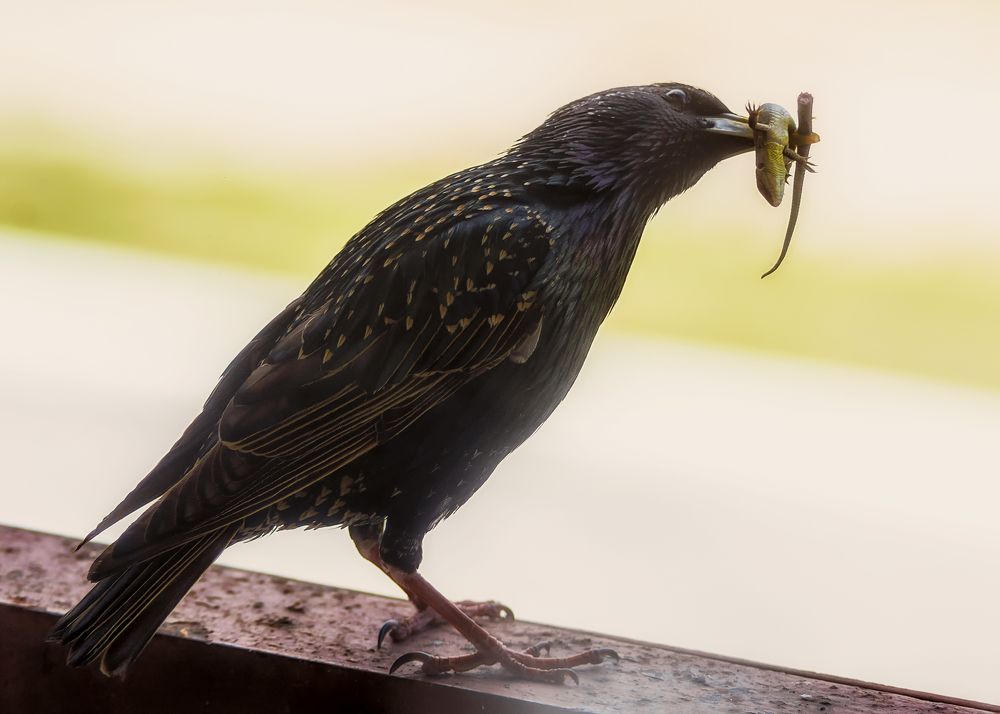 Photograph by Сергей Дишук