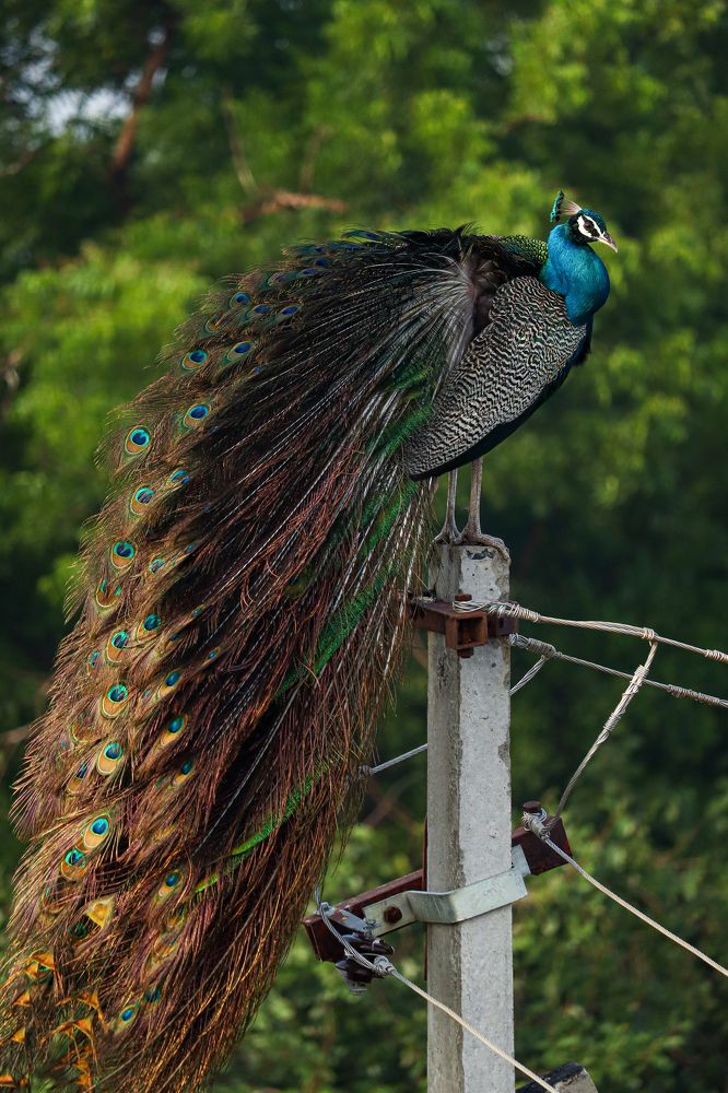 Peacock living in the urban city