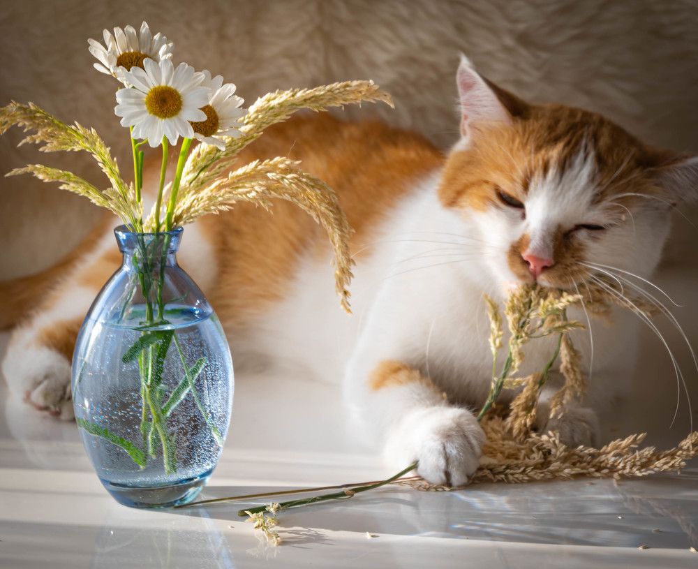 Фотография автора Оксана Белозерская