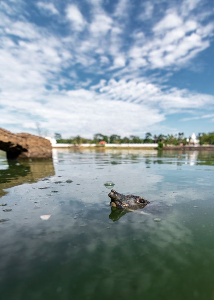 Photograph by Pinak Paul