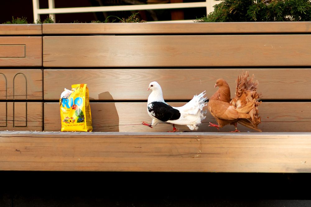 Photograph by Алексей Ромадов