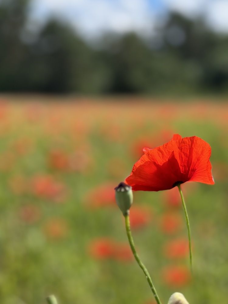 Photograph by Natalja Kimask