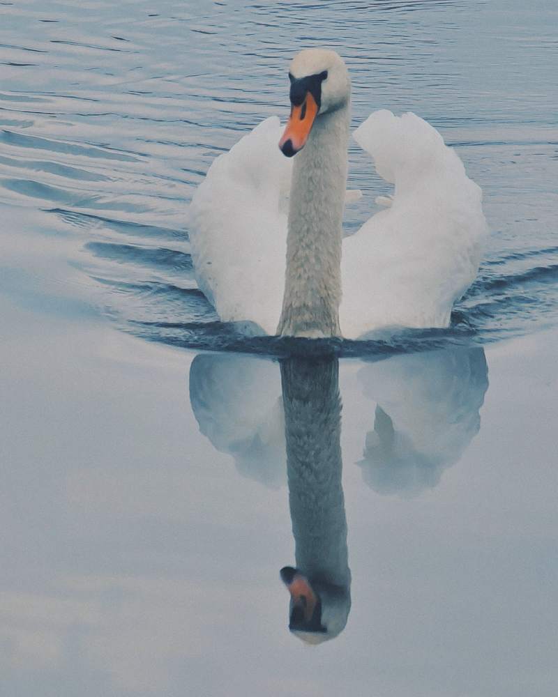 Photograph by Victoria Stoliarenko