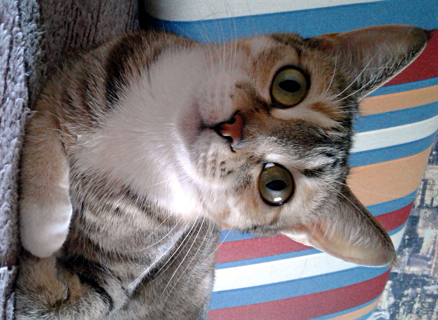 Photo #10794651